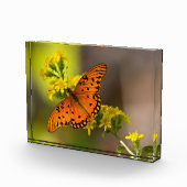 Golf Fritillary ook bekend als Passievlinder op Gu Fotoblokken (Rechts)
