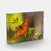 Golf Fritillary ook bekend als Passievlinder op Gu Fotoblokken (Links)