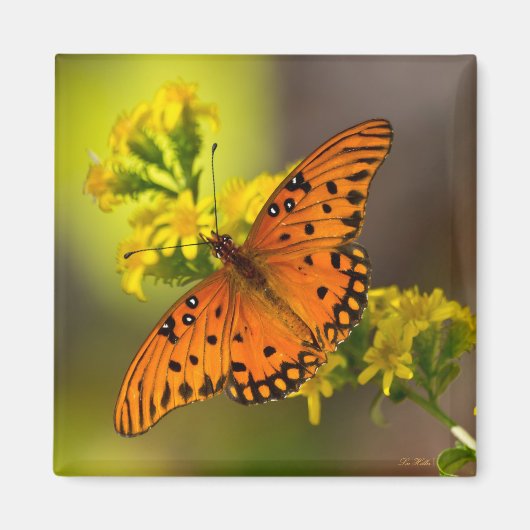 Golf Fritillary ook bekend als Passievlinder op Gu Magneet (Voorkant)