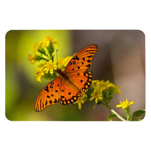 Golf Fritillary ook bekend als Passievlinder op Gu Magneet (Horizontaal)