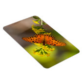 Golf Fritillary ook bekend als Passievlinder op Gu Magneet (Rechterzijde)