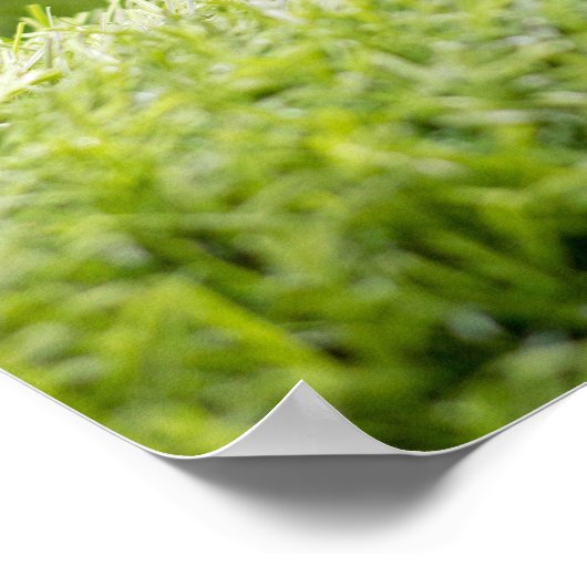 Golf is op groene gras achtergrond poster (Hoek)