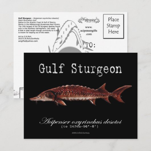 Golf Sturgeon-Black-Briefkaart Briefkaart (Voorkant / Achterkant)