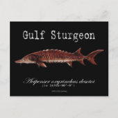 Golf Sturgeon-Black-Briefkaart Briefkaart (Voorkant)