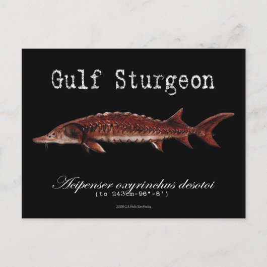 Golf Sturgeon-Black-Briefkaart Briefkaart (Voorkant)