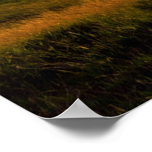 Golf Sunset Poster (Hoek)