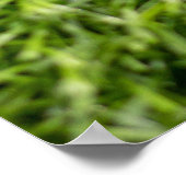Golfballen liggen op groen gras poster (Hoek)