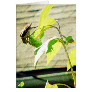 Golfinch en zonnebloem