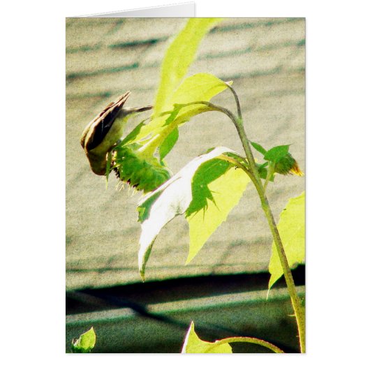 Golfinch en zonnebloem (Voorkant)