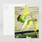 Golfinch en zonnebloem briefkaart (Voorkant / Achterkant)