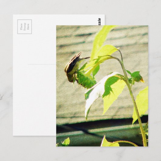 Golfinch en zonnebloem briefkaart (Voorkant / Achterkant)