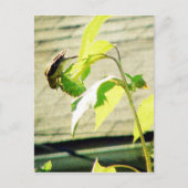 Golfinch en zonnebloem briefkaart (Voorkant)