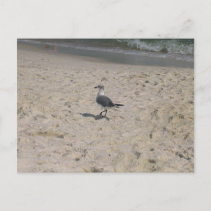 Golfkust Alabama Strand Vogel Fotografie Briefkaart