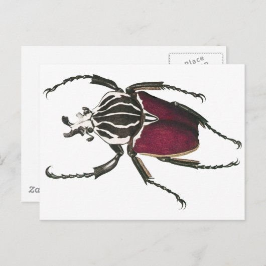 Goliath Beetle Briefkaart (Voorkant / Achterkant)