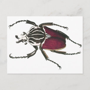 Goliath Beetle Briefkaart