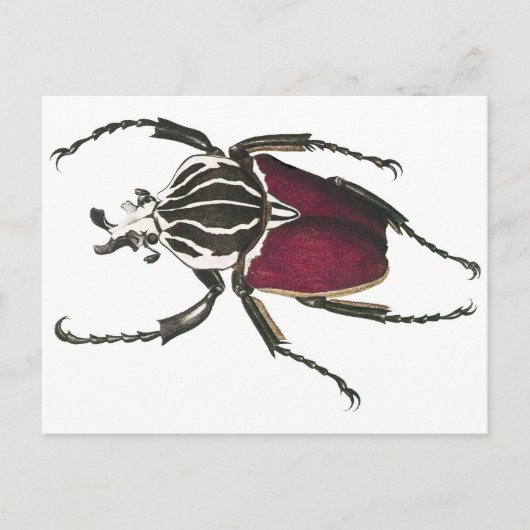 Goliath Beetle Briefkaart (Voorkant)