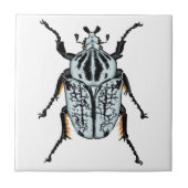 Goliath Beetle (single) Tegeltje (Voorkant)
