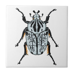 Goliath Beetle (single) Tegeltje