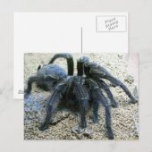 Goliath Tarantula Briefkaart (Voorkant / Achterkant)