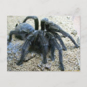 Goliath Tarantula Briefkaart (Voorkant)