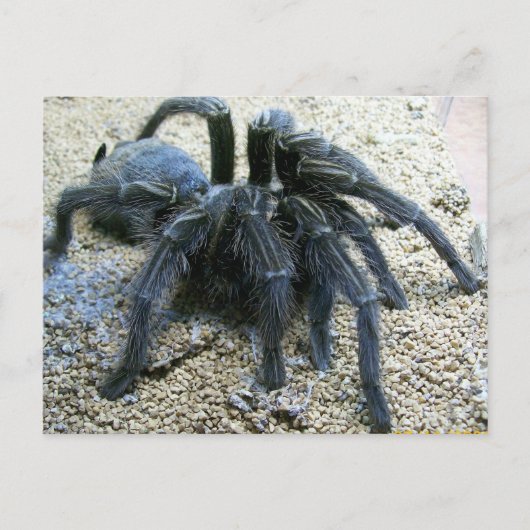 Goliath Tarantula Briefkaart (Voorkant)