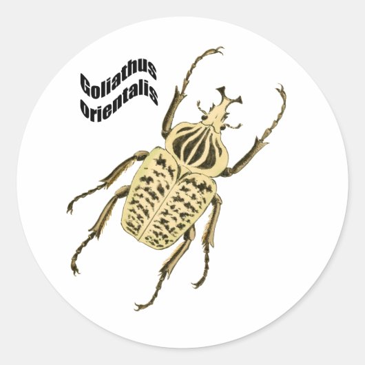 Goliathus orientalis ronde sticker (Voorkant)