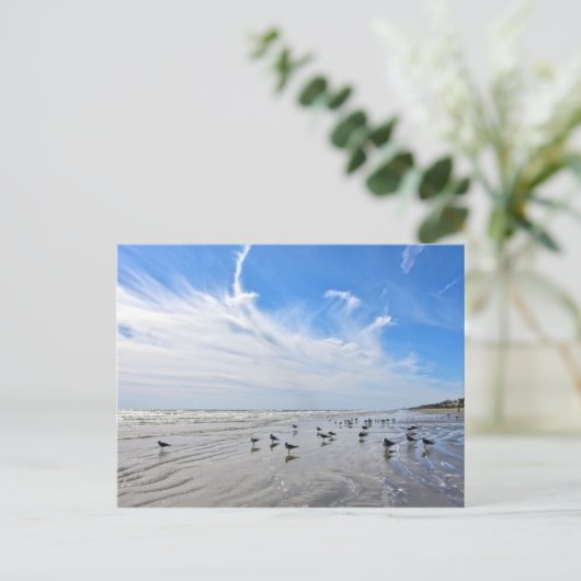 Golls op een Galveston Island Beach, Texas Briefkaart (Staand voorkant)