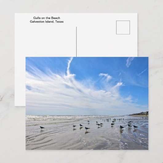 Golls op een Galveston Island Beach, Texas Briefkaart (Voorkant / Achterkant)