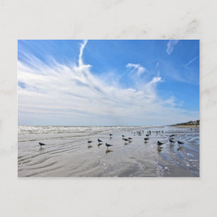 Golls op een Galveston Island Beach, Texas Briefkaart