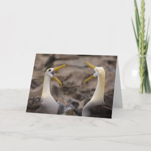 Golvende albatros Phoebastria irrorata) paar Kaart