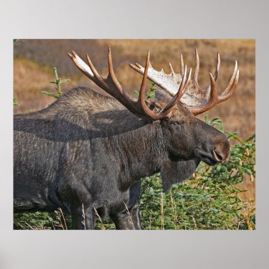 Good Bull Moose Poster (Voorkant)