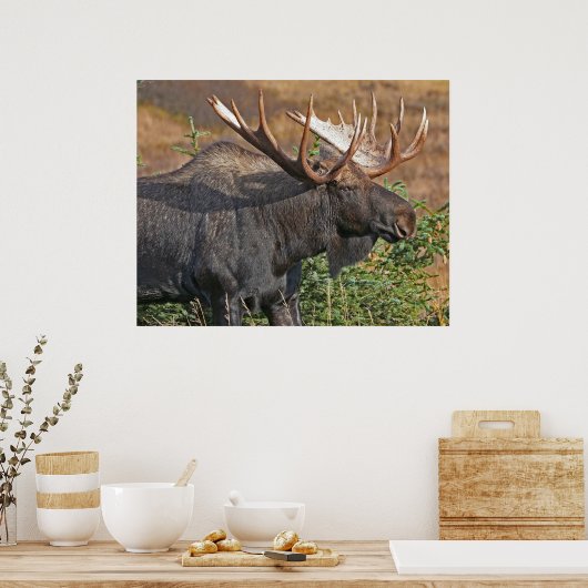 Good Bull Moose Poster (Keuken)