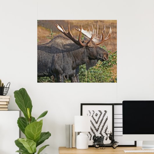 Good Bull Moose Poster (Thuiskantoor)