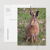 Good Hare Day Briefkaart (Voorkant / Achterkant)