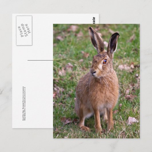 Good Hare Day Briefkaart (Voorkant / Achterkant)