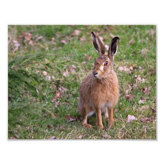 Good Hare Day Print Foto Afdruk (Voorkant)