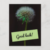 Good Luck Dandelion Briefkaart (Voorkant)
