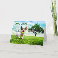 Good Luck Jack Russel Terrier die Fetch speelt