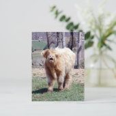 Good Mooooning Highland Bull Briefkaart (Staand voorkant)
