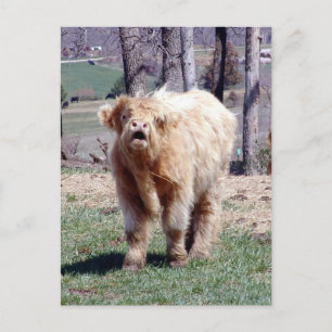 Good Mooooning Highland Bull Briefkaart