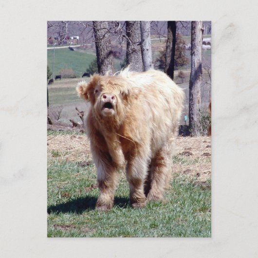 Good Mooooning Highland Bull Briefkaart (Voorkant)