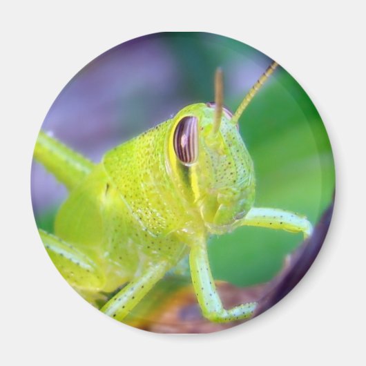 Good Morning Grasshopper magnet (Voorkant)