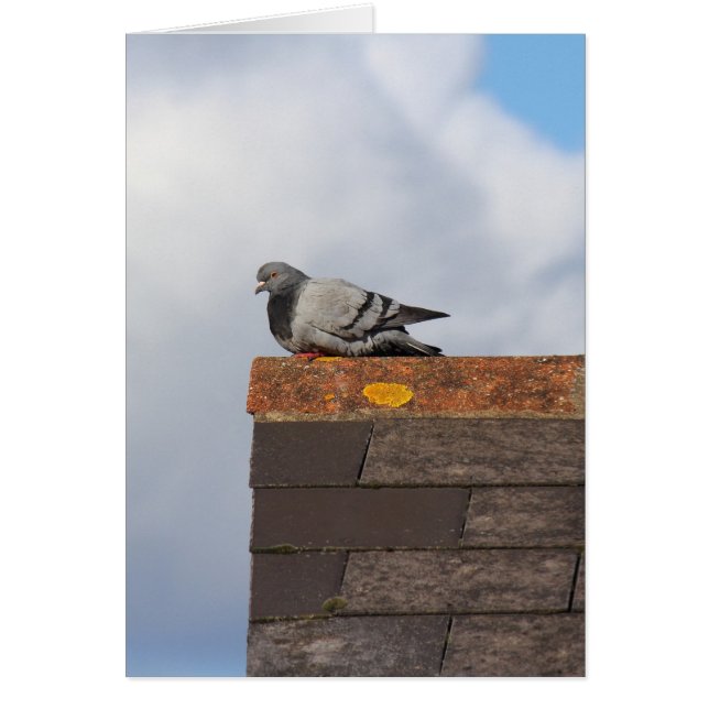 Good Morning Pigeon (Voorkant)
