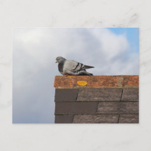 Good Morning Pigeon Briefkaart