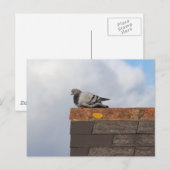 Good Morning Pigeon Briefkaart (Voorkant / Achterkant)