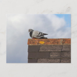Good Morning Pigeon Briefkaart