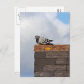 Good Morning Pigeon Briefkaart (Voorkant / Achterkant)