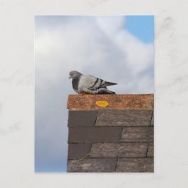 Good Morning Pigeon Briefkaart