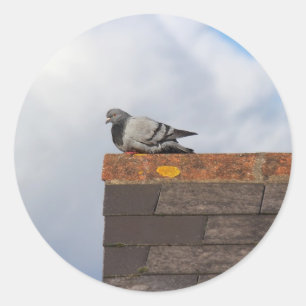 Good Morning Pigeon Ronde Sticker