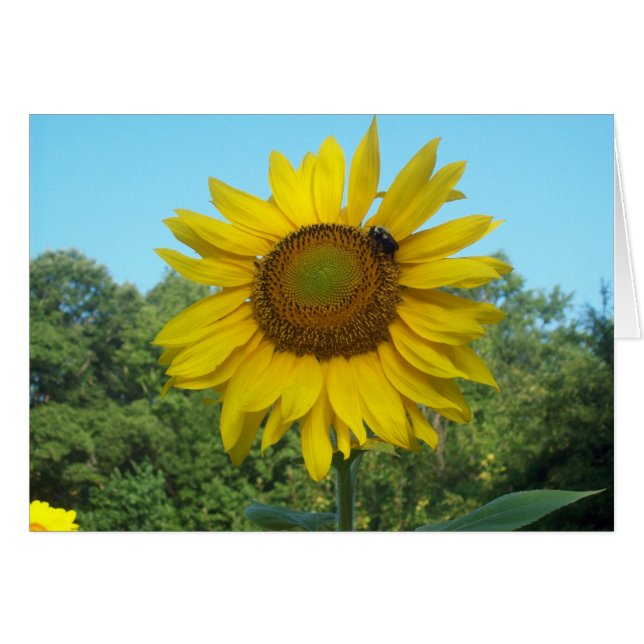 Good Morning Sunshine (Voorkant Horizontaal)